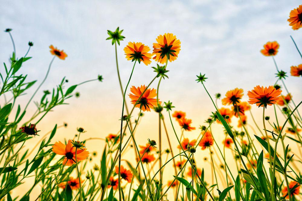Flowers in a field blooming under the sunlight