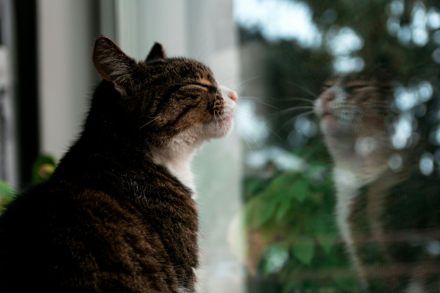 Calm Cat